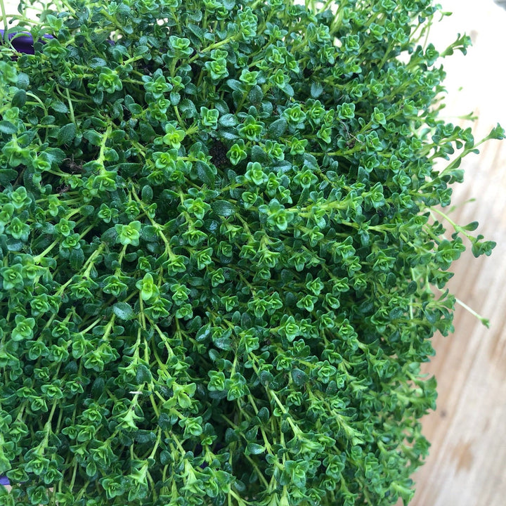 Thyme Albiflorus 9cm