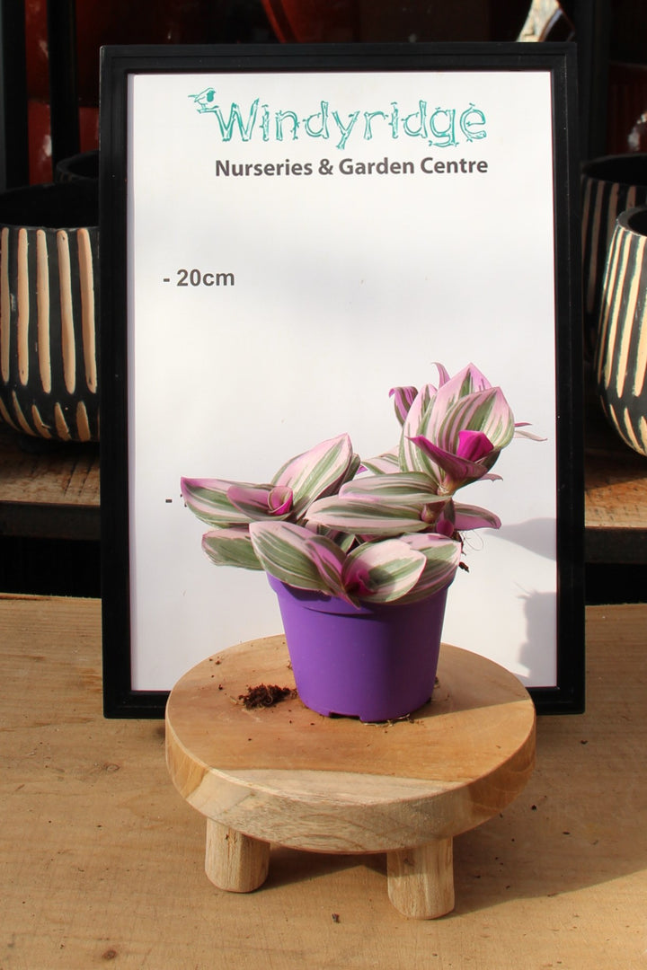 Tradescantia Nanouk  (7cm Pot)