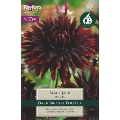 DAHLIA BLACK JACK I