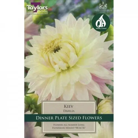 DAHLIA KIEV 1