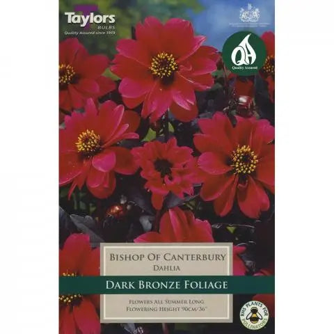 DAHLIA BISHOP OF CANTERBURY X 1