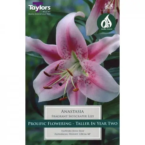 LILY SKYSCRAPER ANASTASIA X 2