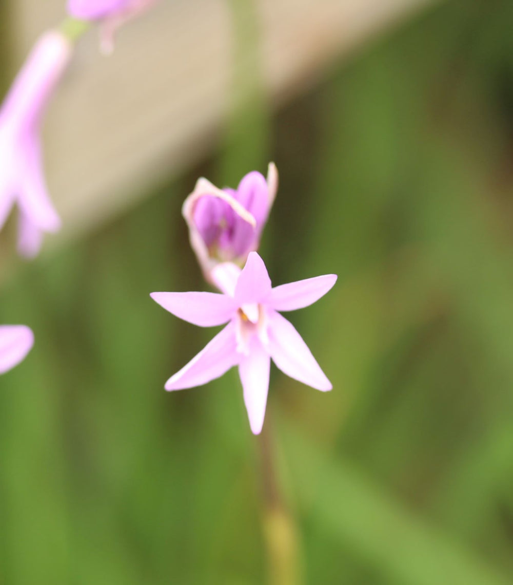 Tulbaghia Violacea - Herbaceous - Windyridge Garden Centre