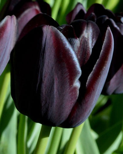 10 TULIP QUEEN OF NIGHT   LOOSE