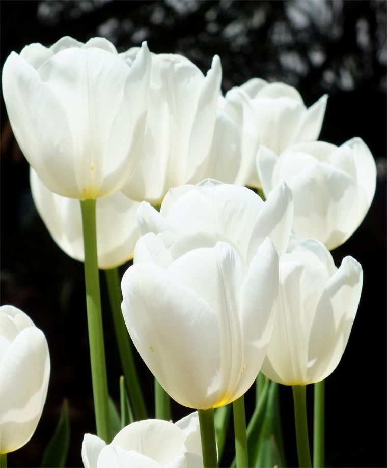 TRAY TULIP CATHERINA 10