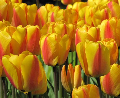 Tulip Oxford Wonder Loose - Bulbs - Windyridge Garden Centre