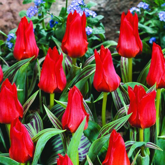 Tulip greigii Red Riding Hood