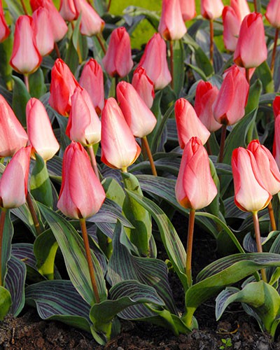 Tulip Sweet Lady Loose - Bulbs - Windyridge Garden Centre