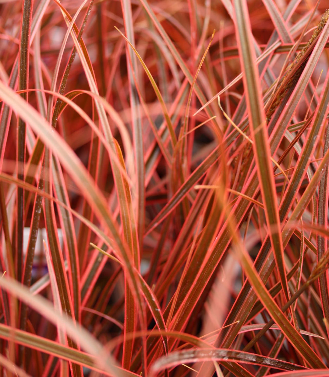 Uncinia Rubra Everflame -  - Windyridge Garden Centre