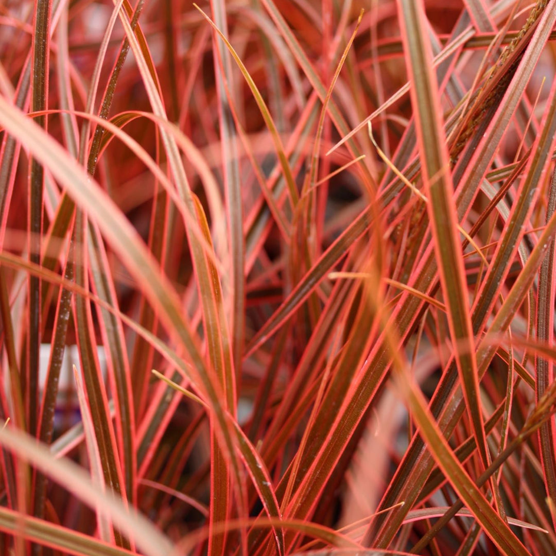 Uncinia rubra
