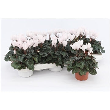 Cyclamen-Midi-White-Potted-1