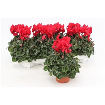 Cyclamen Midi Red 10.5cm