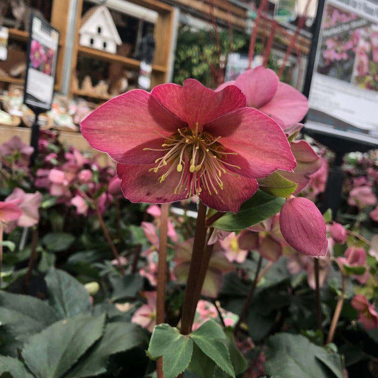 Helleborus Ice N Roses Early Ros