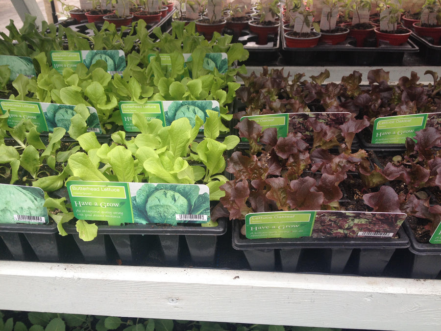 Vegetables 10Pk Selection - Grow Your Own - Windyridge Garden Centre