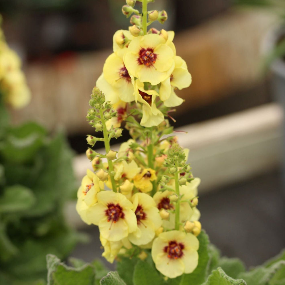 Verbascum Dark Eyes - Herbaceous - Windyridge Garden Centre