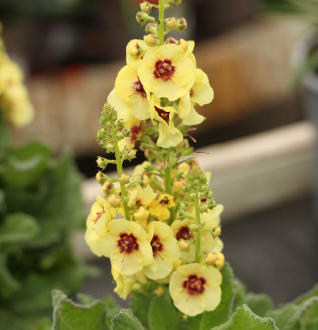 Verbascum Dark Eyes