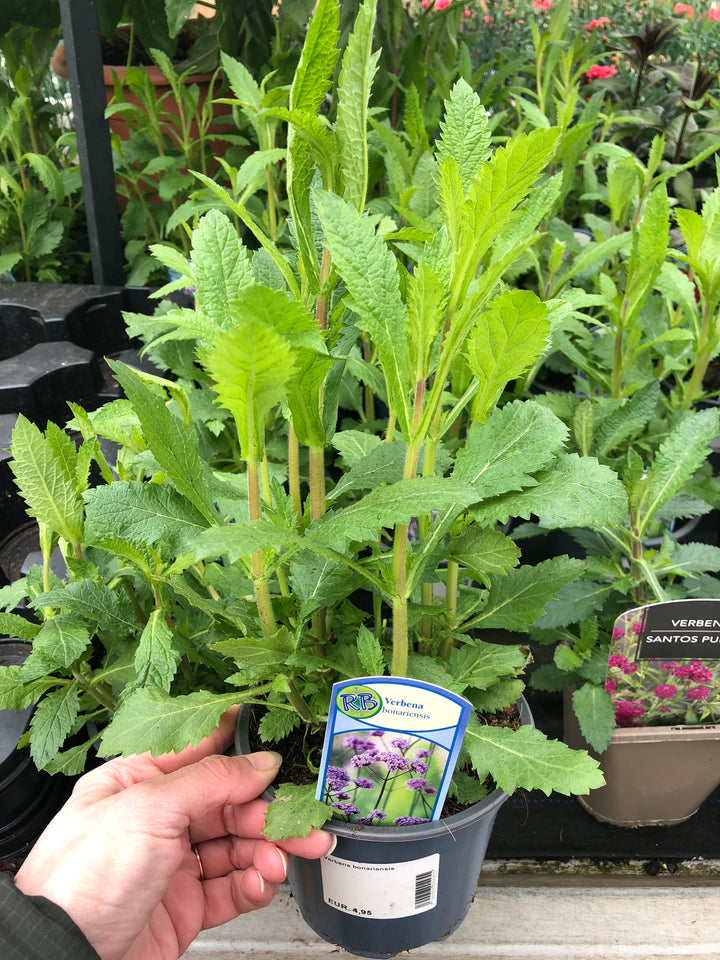 Verbena Bonariensis - Bedding - Windyridge Garden Centre