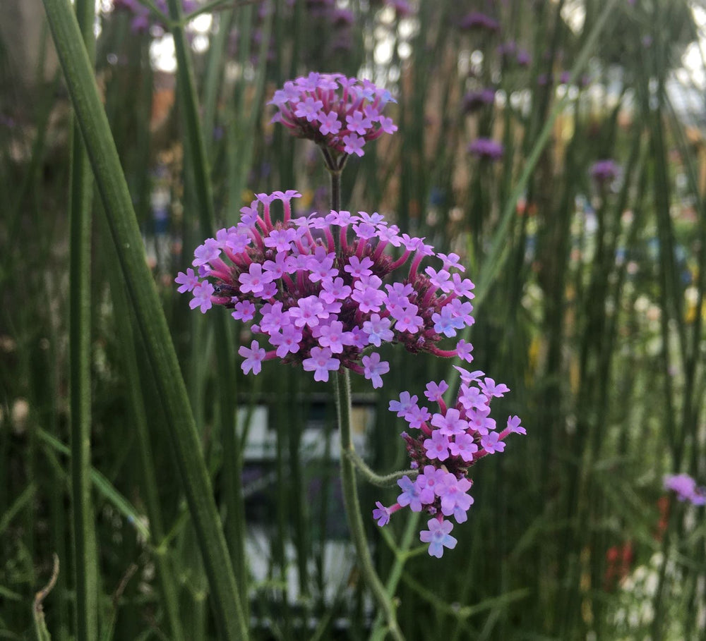 Verbena Bonariensis - Herbaceous - Windyridge Garden Centre