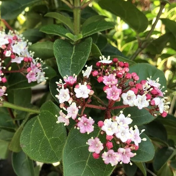 Viburnum Tinus Lisa Rose - Shrubs - Windyridge Garden Centre