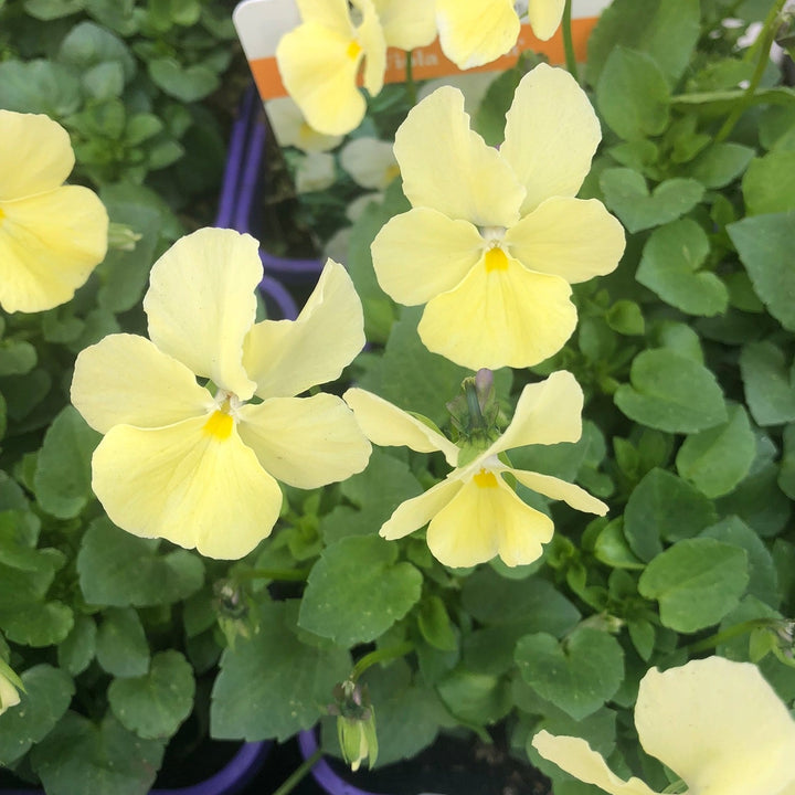 Viola Dawn