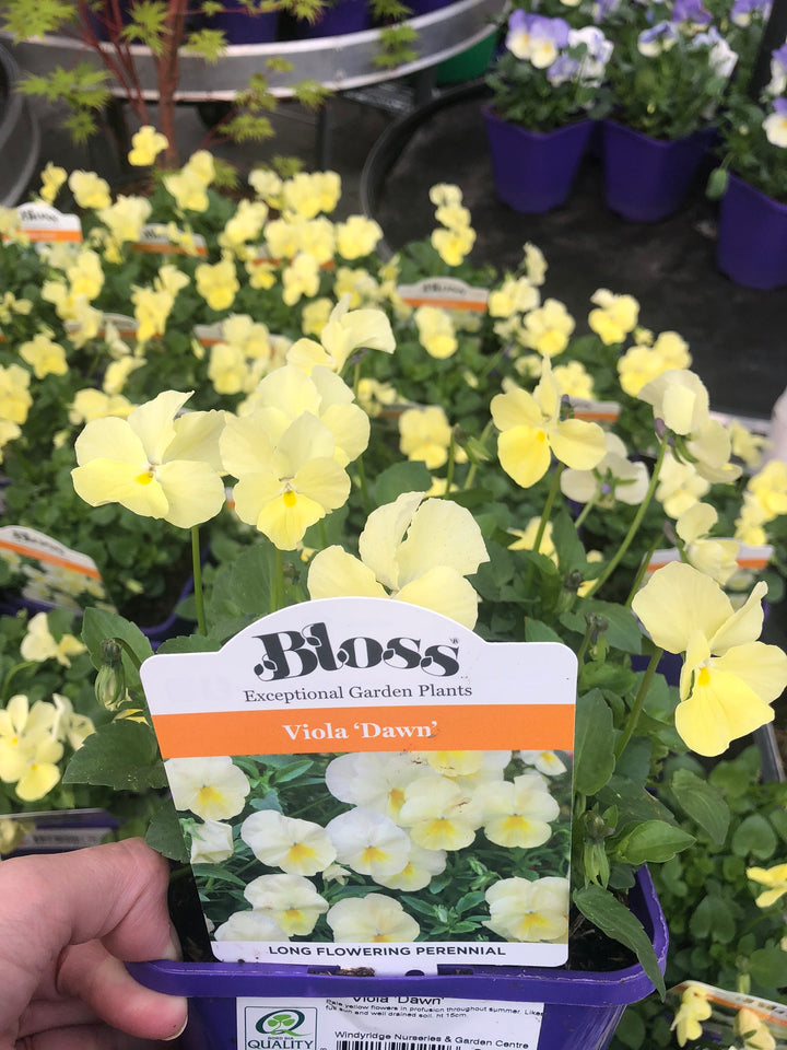 Viola Dawn