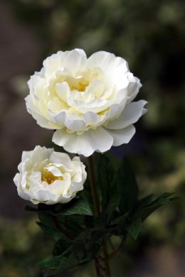 Peony-Full Blown with Bud-Ivory