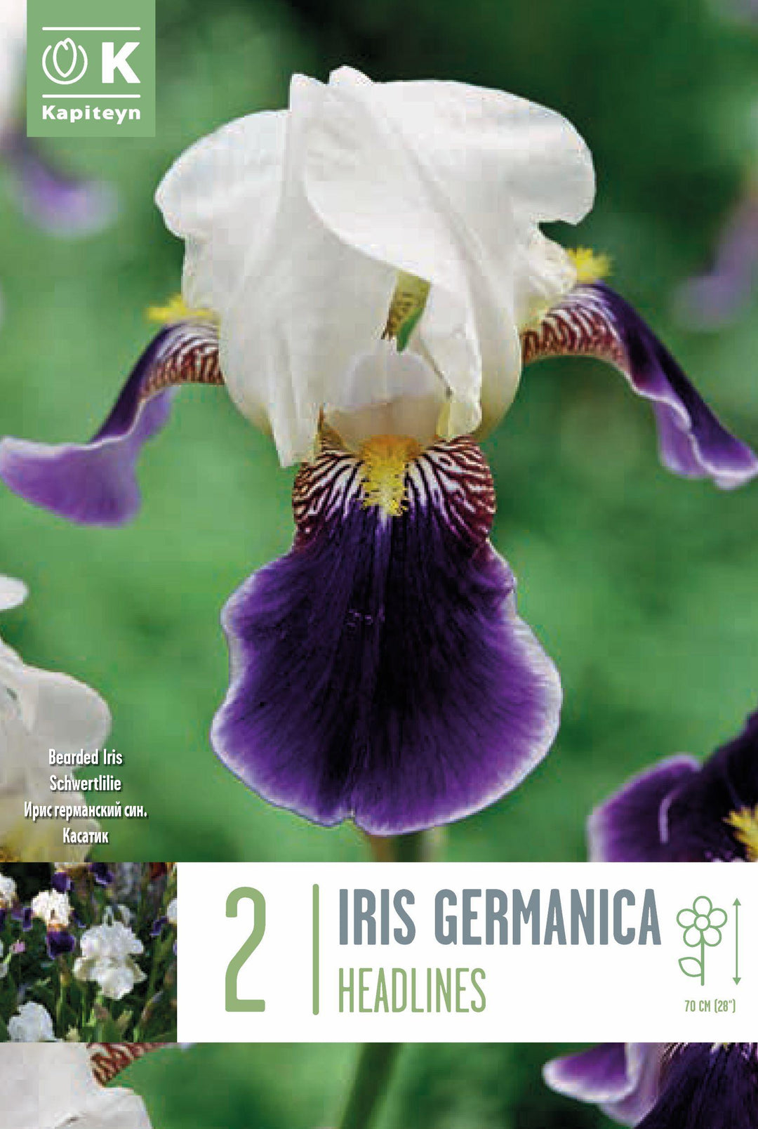 IRIS HEADLINES x 1