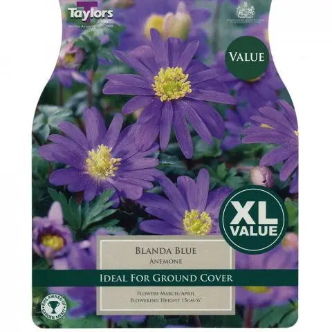 ANEMONE BLANDA BLUE 60