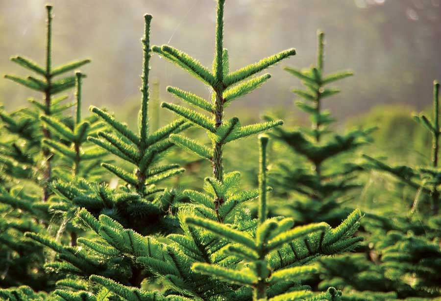 Real Christmas Tree Nordman Fir Green Tag 3Ft - Christmas Trees - Windyridge Garden Centre