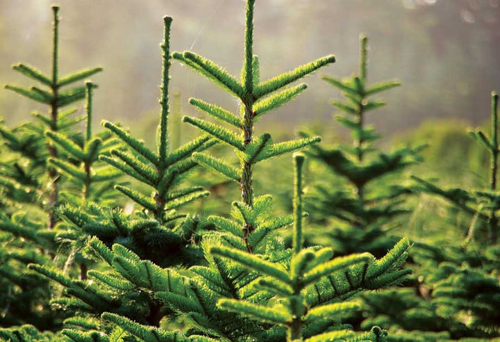 Real Christmas Tree Nordman Fir Green Tag 3Ft - Christmas Trees - Windyridge Garden Centre