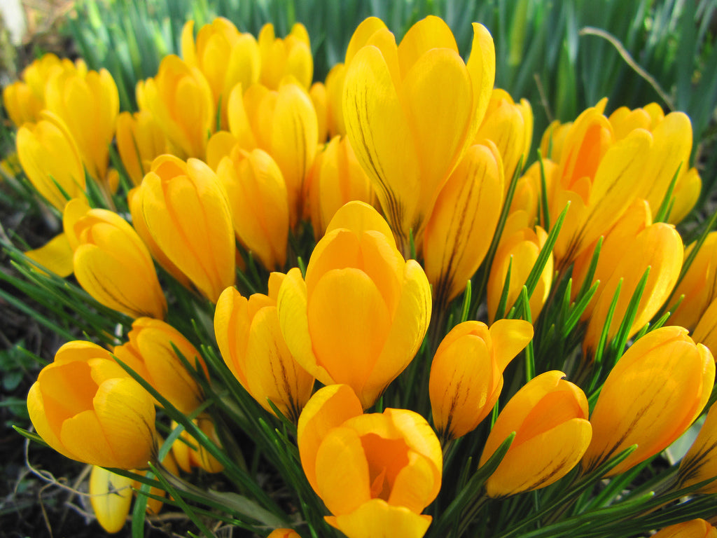 CROCUS GOLDEN YELLOW 8