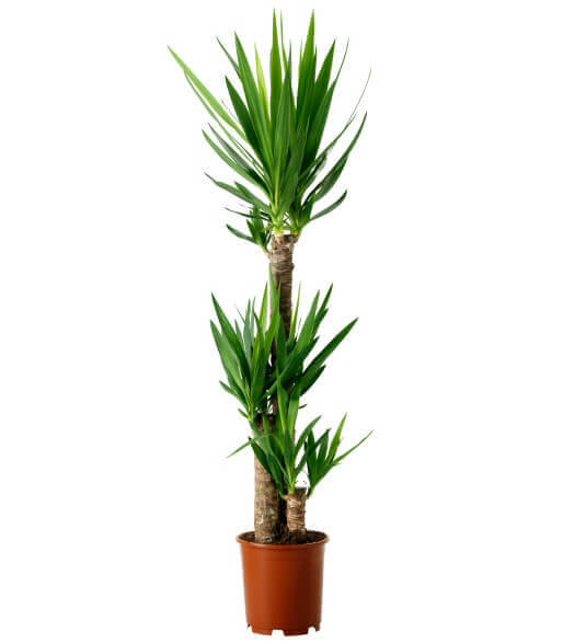 Yucca Elephantipes² P21 60+30+20 Stem - Indoor Plants - Windyridge Garden Centre