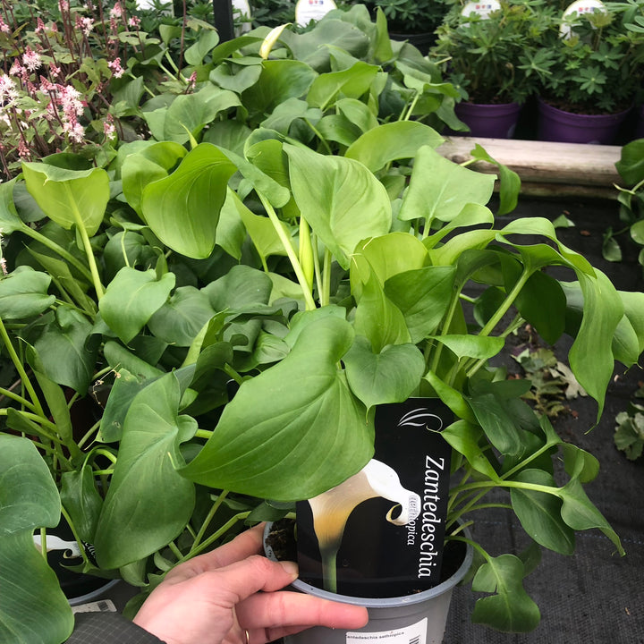 Zantedeschia aethiopica